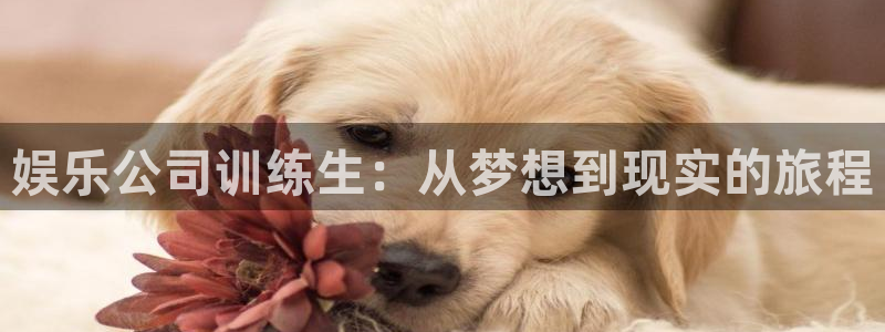 摩根娱乐：娱乐公司训练生：从梦想到现实的旅程